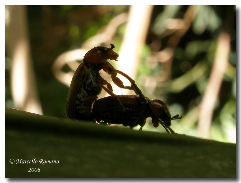 Forma e funzione in natura: Macrolenes dentipes